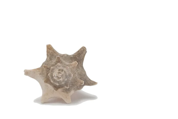 Sea Shell — Stock fotografie