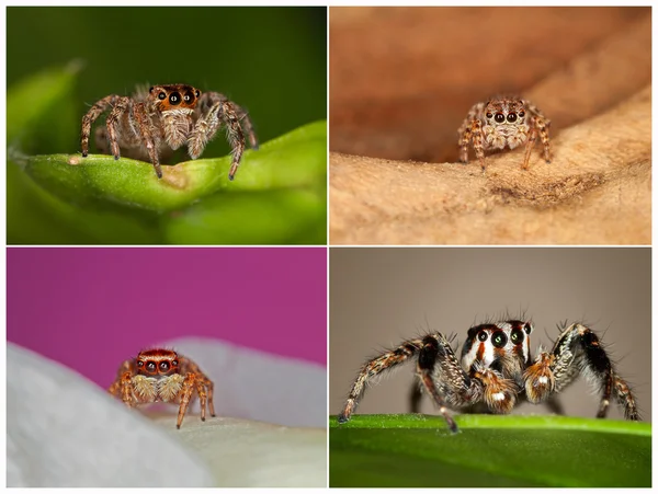 Jumping Spiders — Stock Photo, Image
