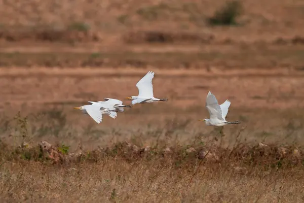 Egrets — Stock fotografie