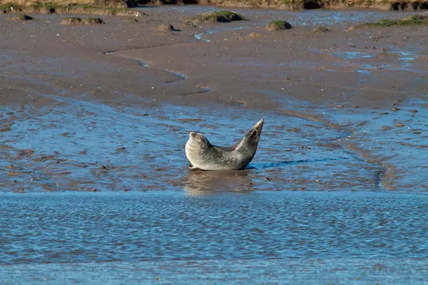 Foca salvaje — Foto de Stock