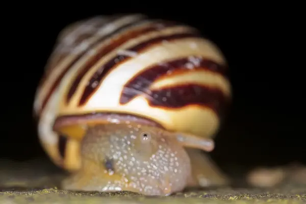 Große Schnecke — Stockfoto