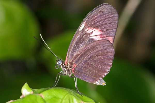 Mariposa roja — Foto de Stock