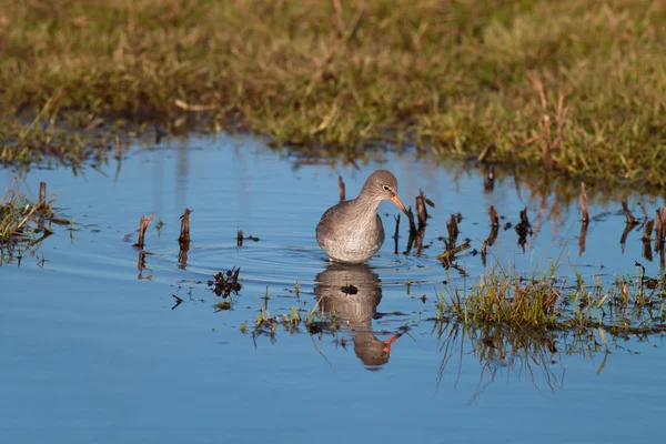 Redshank — Stock fotografie