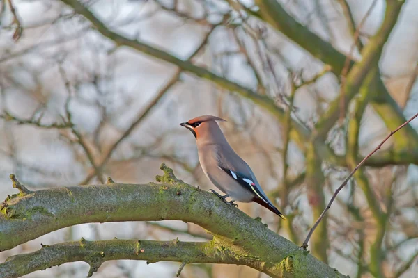 Waxwing — стокове фото