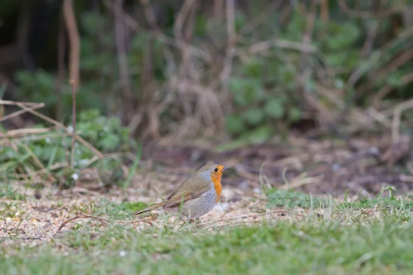 Robin europeo — Foto Stock