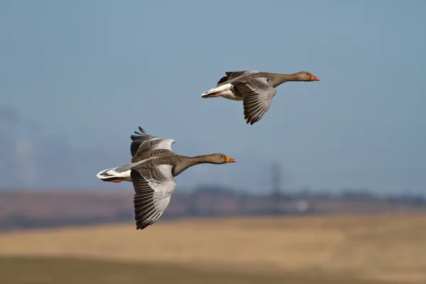 Gansos de Greylag — Foto de Stock