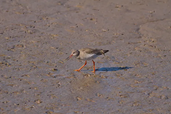 Redshank — Stock Photo, Image