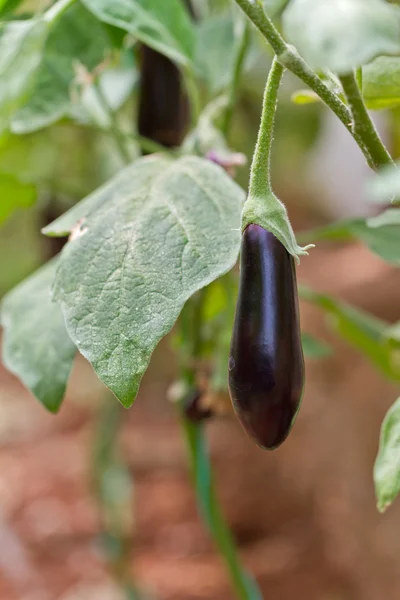 Eggplant — Stock Photo, Image