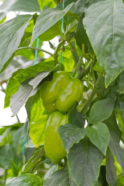 Pimientos verdes —  Fotos de Stock