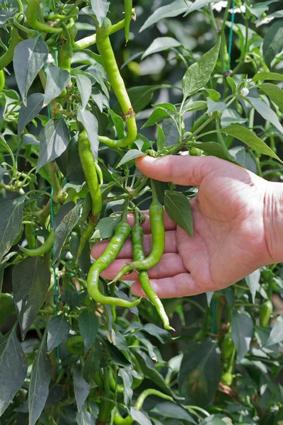 Zelené chilli plodiny — Stock fotografie