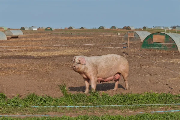 母豚 — ストック写真