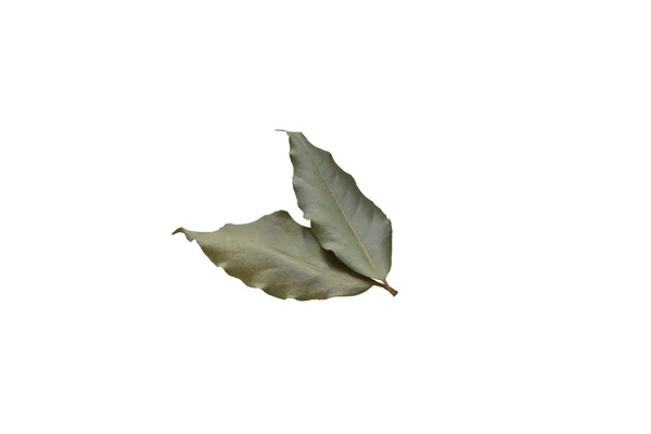 Bay Leaf — Stock Photo, Image