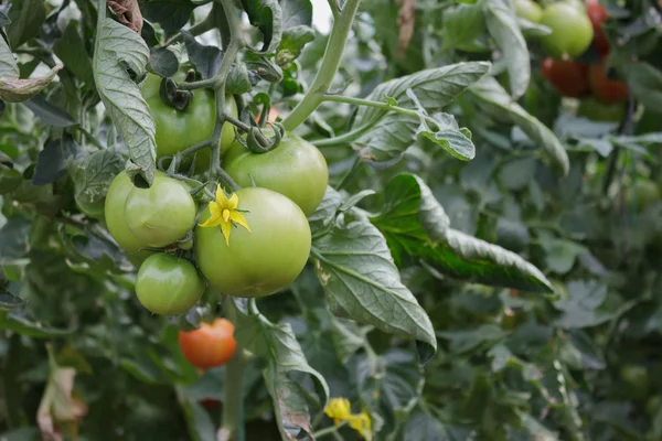 Culturas de tomate — Fotografia de Stock