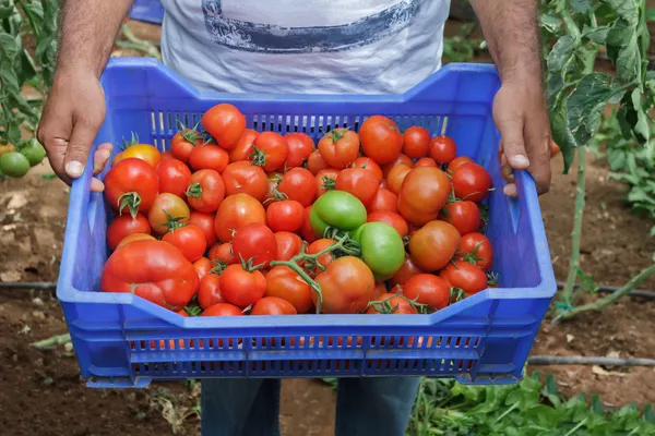 Tomaten oogst — Stockfoto