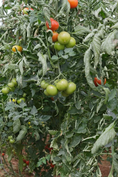 Tomates verdes y rojos — Foto de Stock