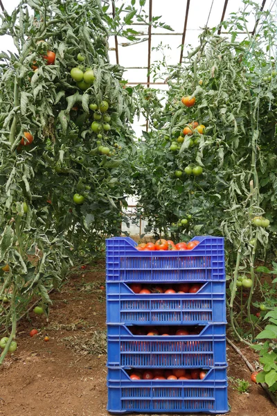 Tomatoes in Greenhouse — Stock Photo, Image