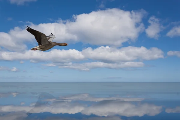 Oca volante — Foto Stock