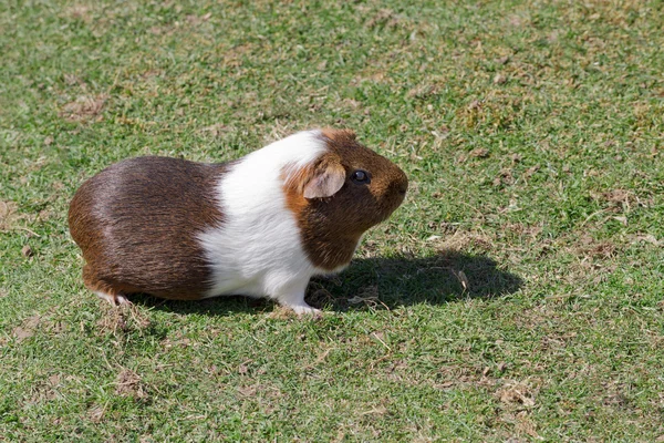 Meerschweinchen — Stockfoto