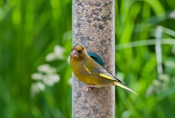 Greenfinch — стокове фото