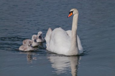 Parent Swan clipart