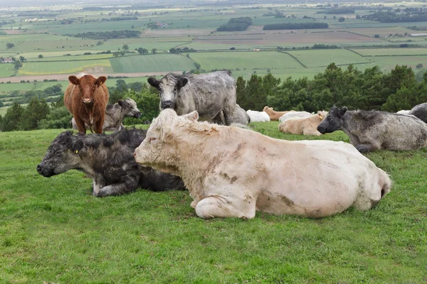 Albino Bull — Stock Photo, Image