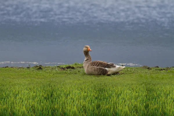 Graugans — Stockfoto