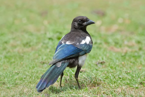 Magpie-de-bico-preto — Fotografia de Stock