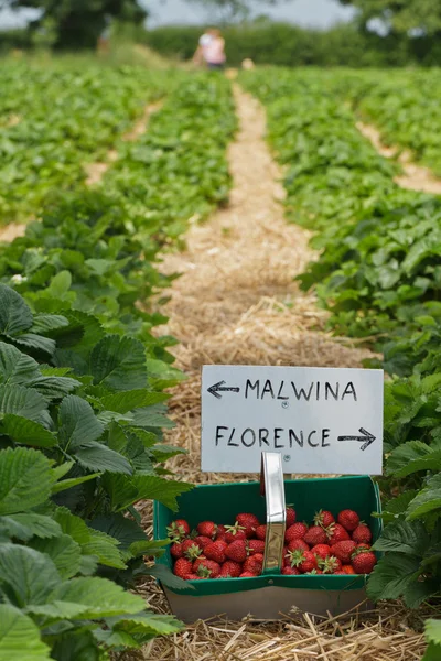 Strawberry Farm — Stock Photo, Image