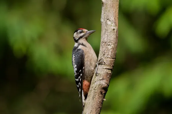 Specht — Stockfoto