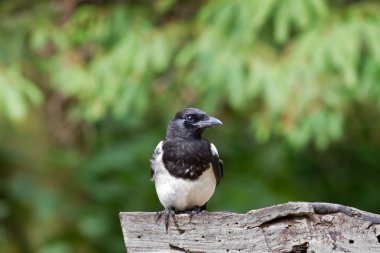 A Common Magpie (Pica Pica) on a Wood Log stock vector