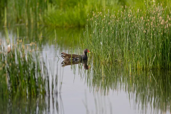 Wetland — Stock Photo, Image