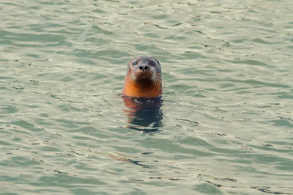 Foca selvagem — Fotografia de Stock