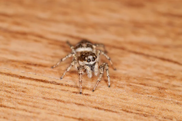 Springspinne — Stockfoto