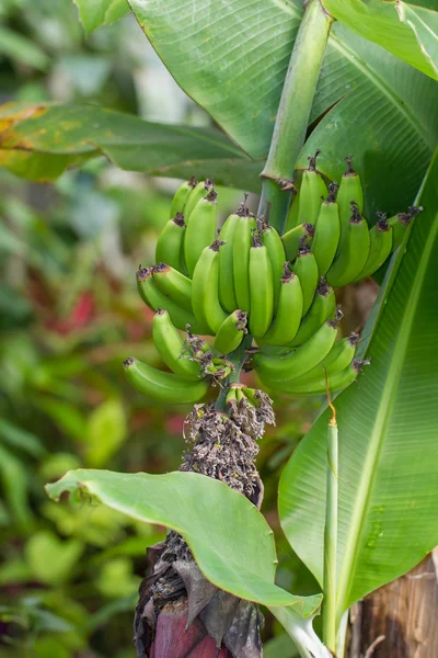 Cultivo de plátano —  Fotos de Stock