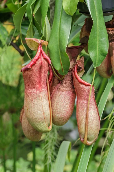 Nepenthes — Stock Photo, Image