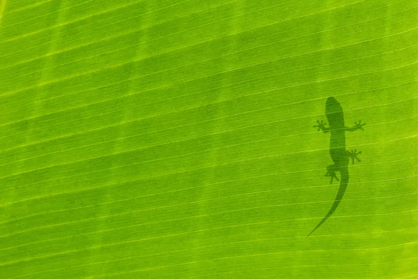 Gecko silueta — Stock fotografie