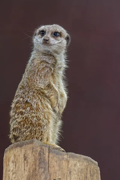 Meerkat. , — Foto de Stock
