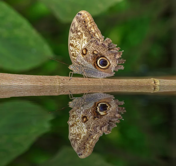 Uil vlinder — Stockfoto