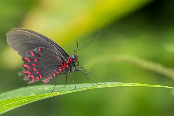 Κόκκινο πεταλούδα — Φωτογραφία Αρχείου
