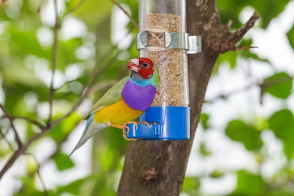 Gouldian ispinozu — Stok fotoğraf