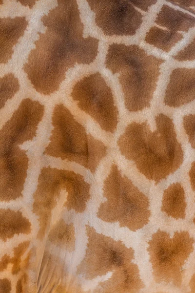 Texture giraffa — Foto Stock
