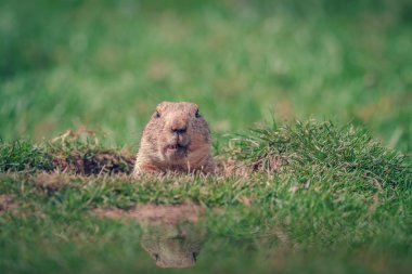 Curious Marmot clipart