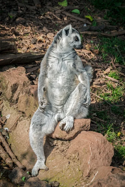 Lemur relajado — Foto de Stock