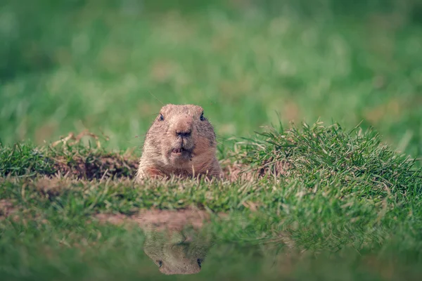 Marmotte curieuse Images De Stock Libres De Droits