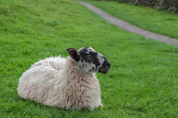 Lepäävät lampaat — kuvapankkivalokuva