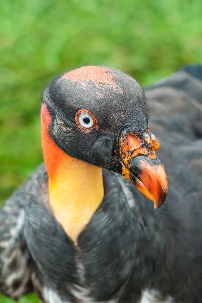 Königsgeier — Stockfoto