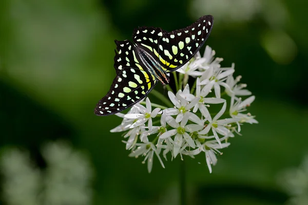 Staart jay vlinder — Stockfoto