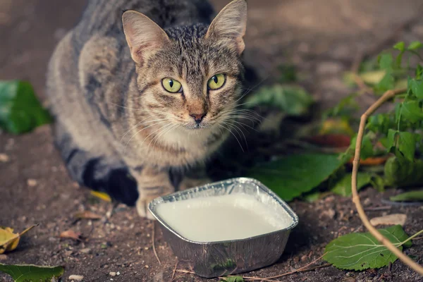 Gato de rua — Fotografia de Stock