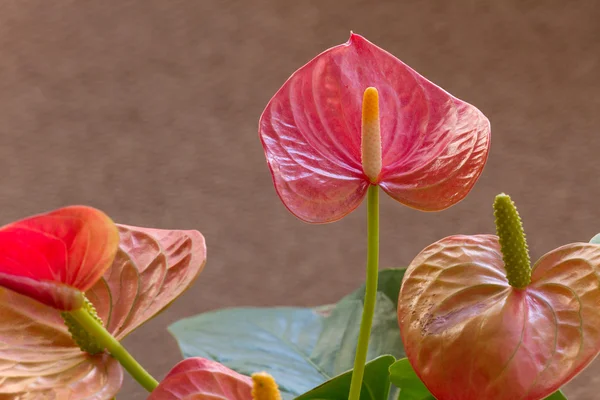 Anthurium bloem — Stockfoto