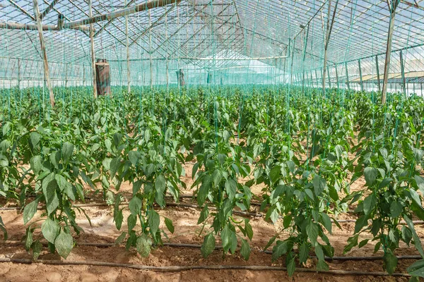 Pepper Plants — Stock Photo, Image